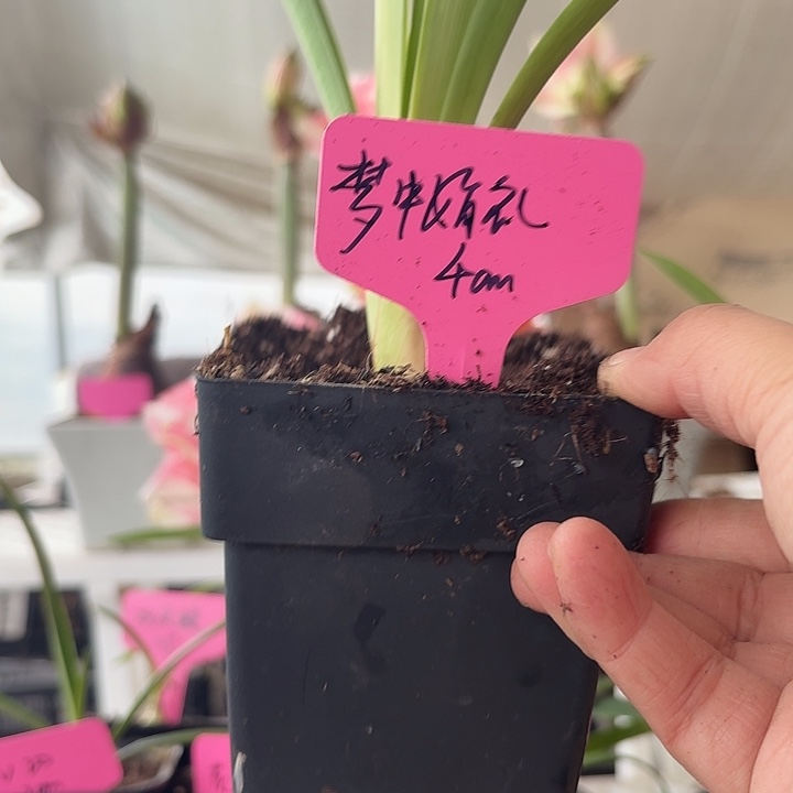 无花朵梦中婚礼朱顶红直径4cm