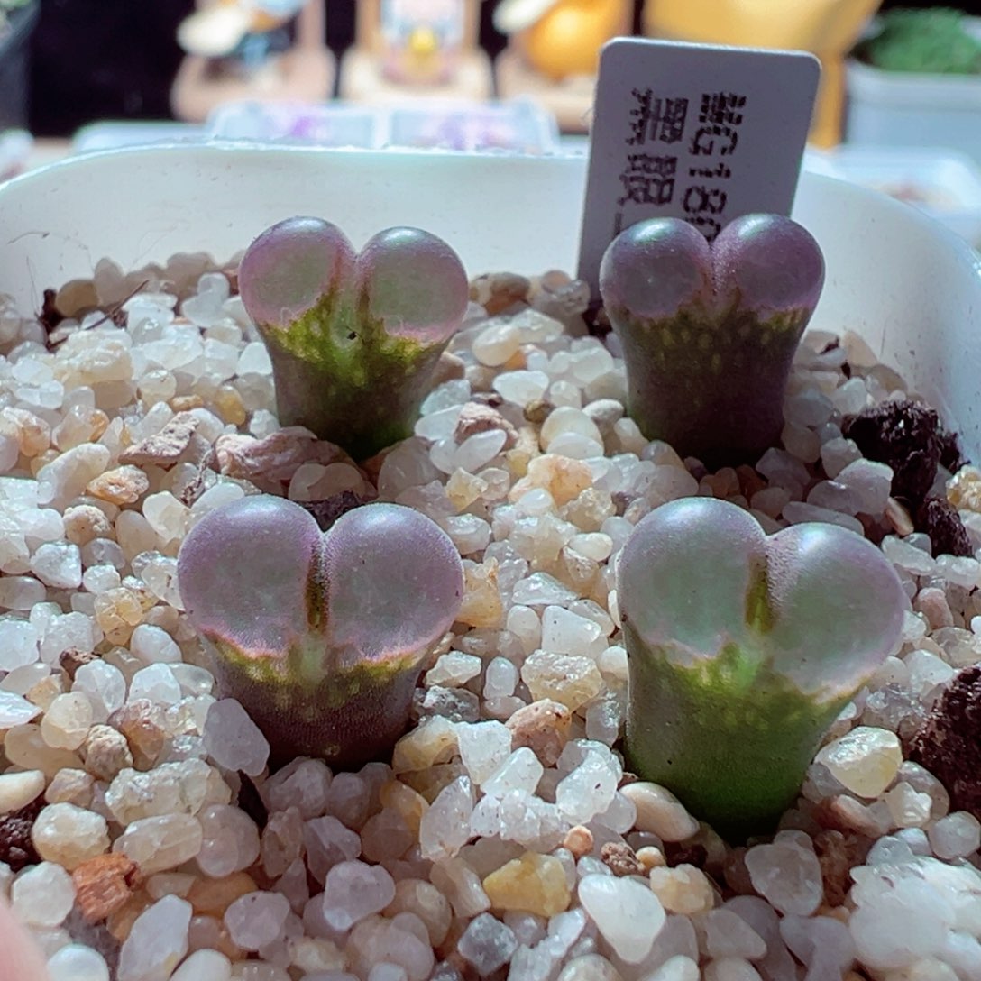 1104-341多肉多肉黑眼豆豆