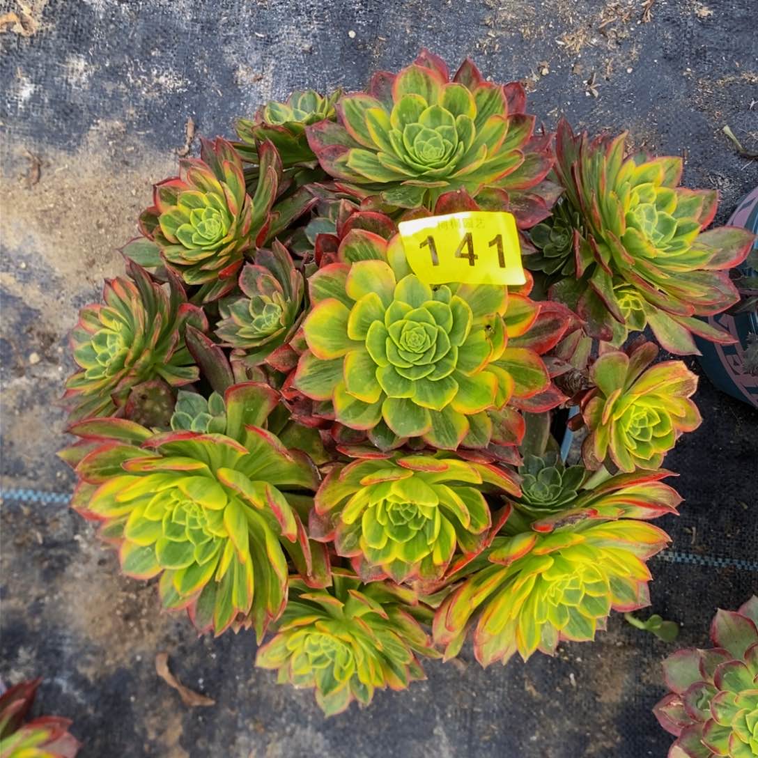 行*多肉0000141万皇