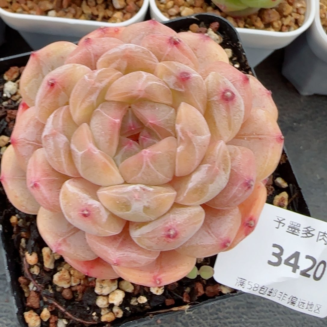 粉心白恋，3420多肉植物