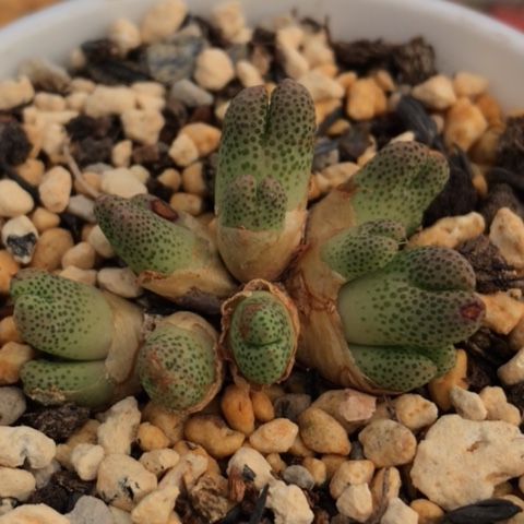 多肉肉锥 13头草莓斑马