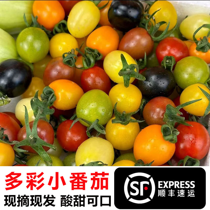 七彩小番茄新鲜水果彩色圣女果混合装4-7种颜色酸甜多汁现摘现发