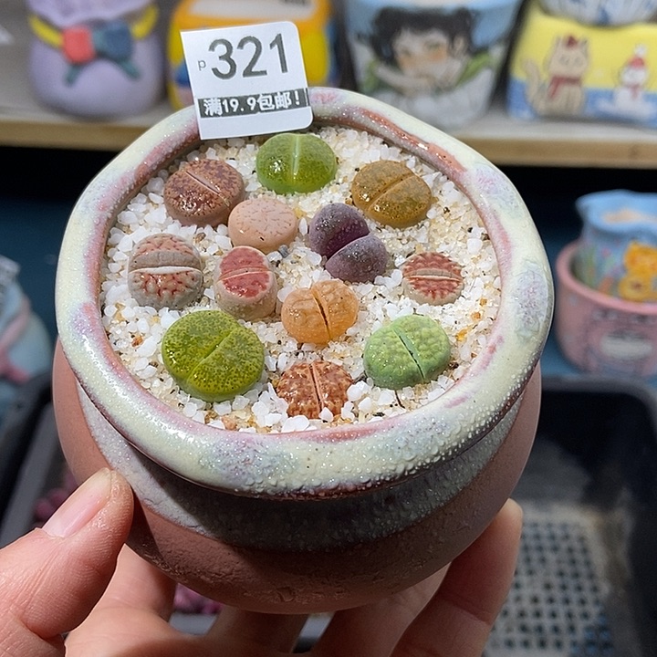 大舅生石花肉锥多肉 321