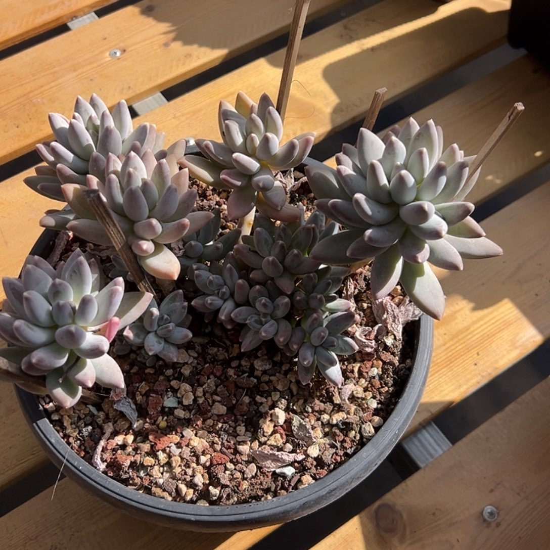 大群星空美人。 多肉 