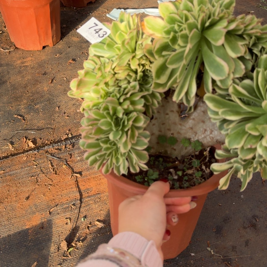 743迈巴赫缀化多肉植物满28包邮