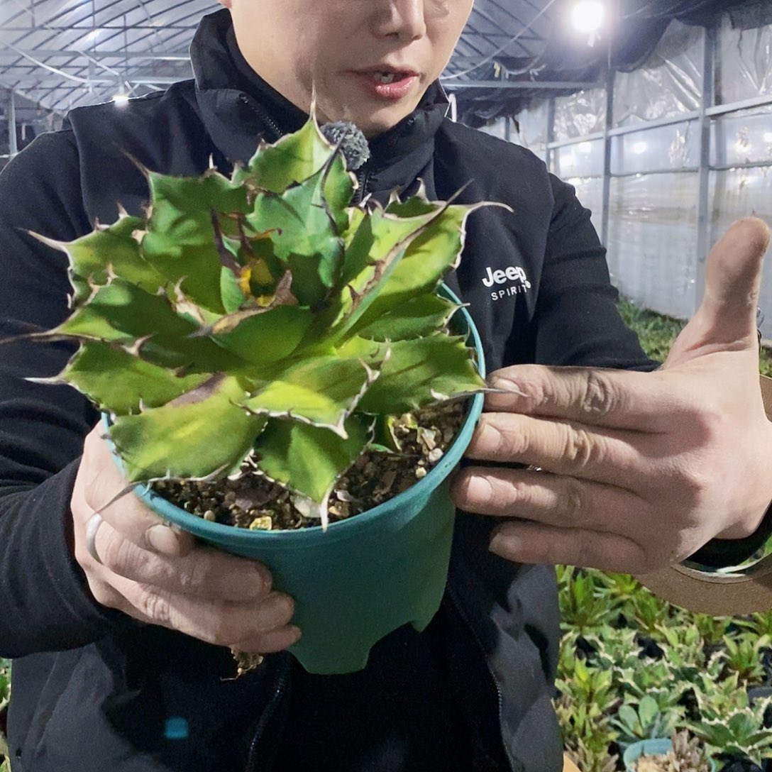 黑帝斯冠幅18公分左右