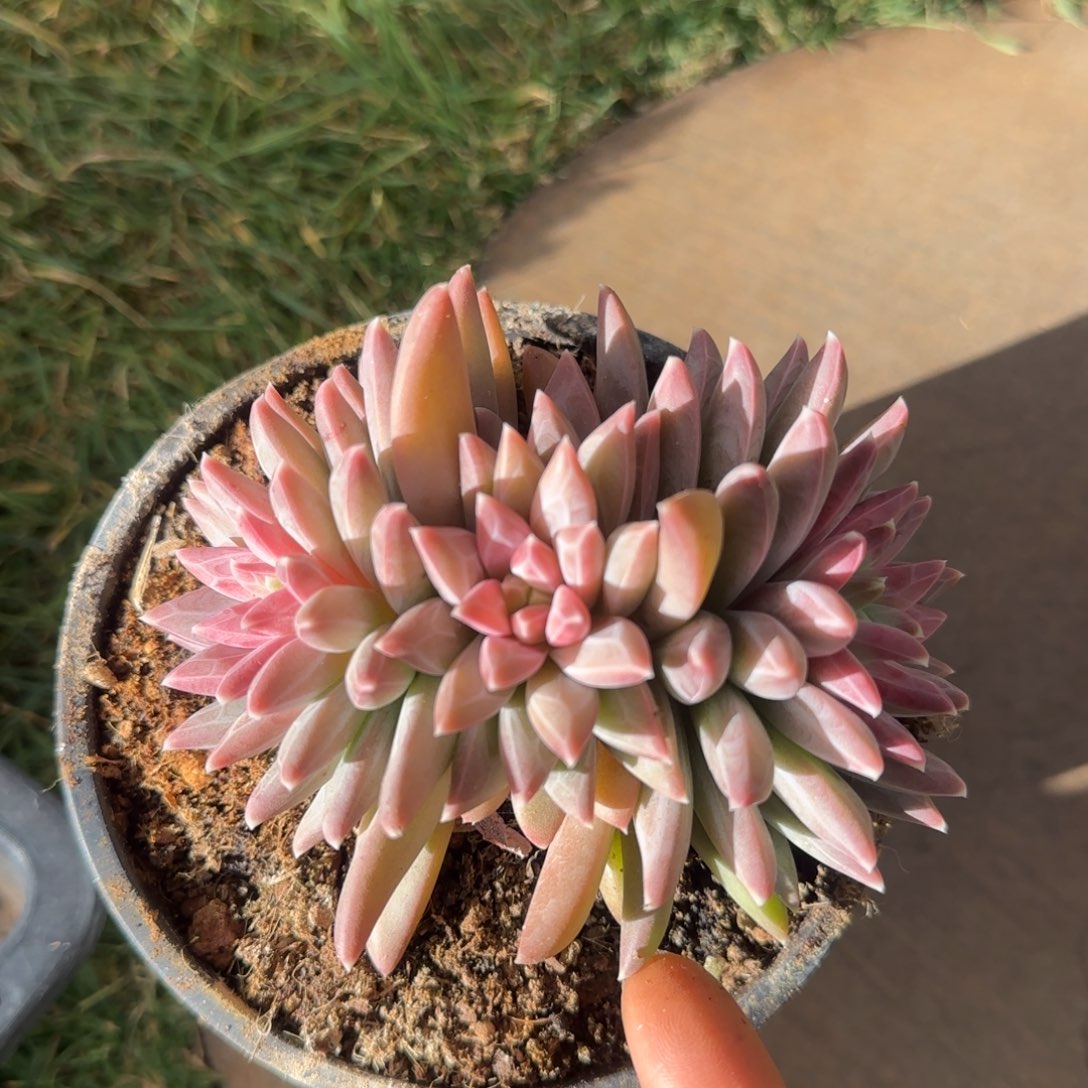 ****多肉植物多肉植物