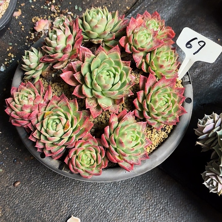 多肉植物，红女巫69号