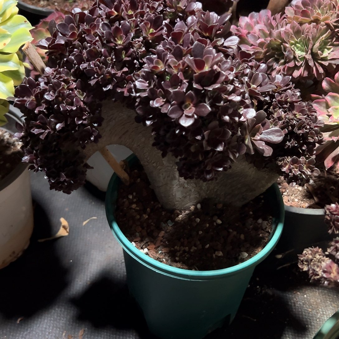 欧子全朵朵老桩厚板微瑕