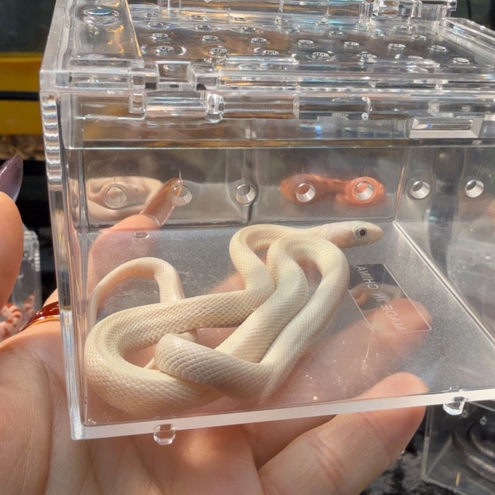 雨林蝎白娘白娘可爱可爱