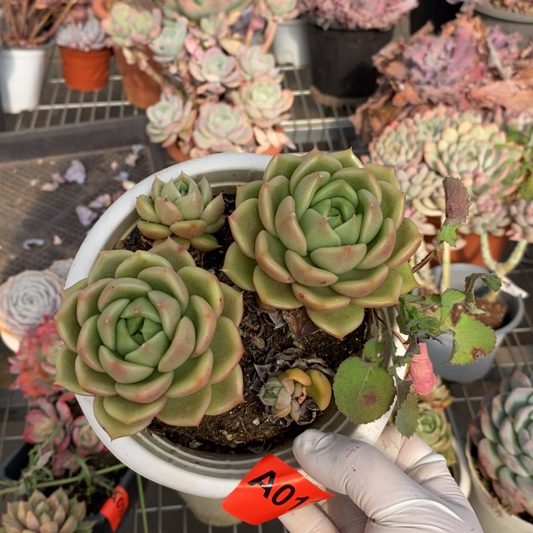 013白玫瑰一物一拍