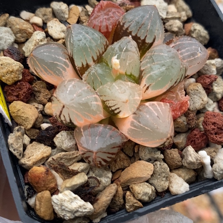 142号糯玉露锦多肉植物