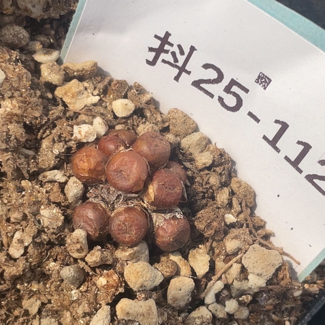 25-112猪皮多肉植物