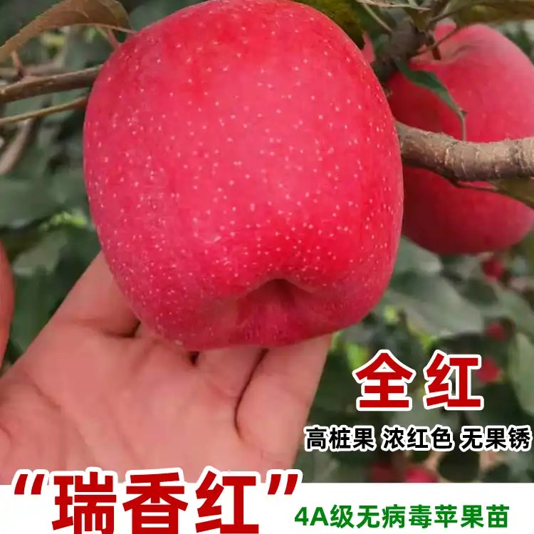 新品瑞香红苹果树树苗嫁接矮化全红高桩无果锈晚熟北南方种植果苗