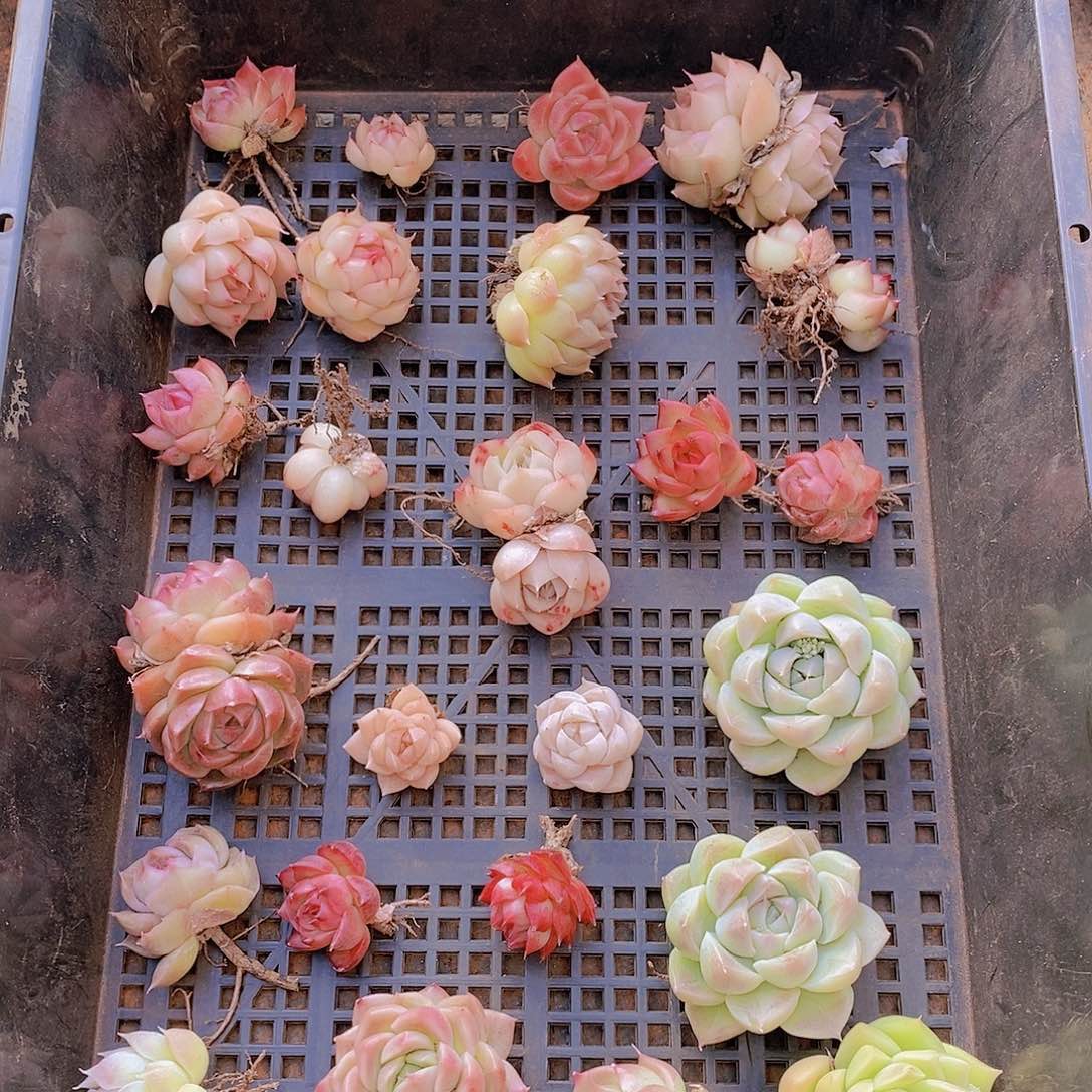 【闪购商品】云107