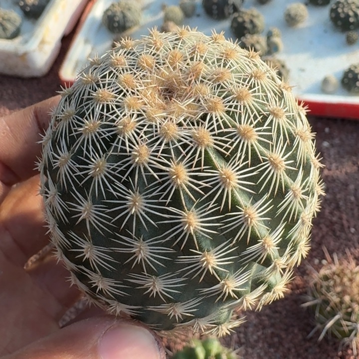 御旗虾无根55555555