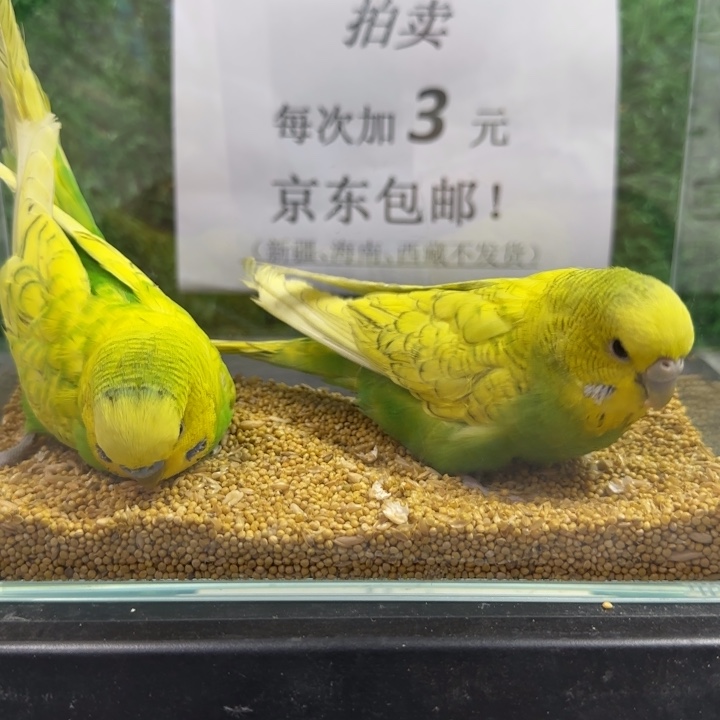 虎皮鹦鹉大头虎皮鹦鹉