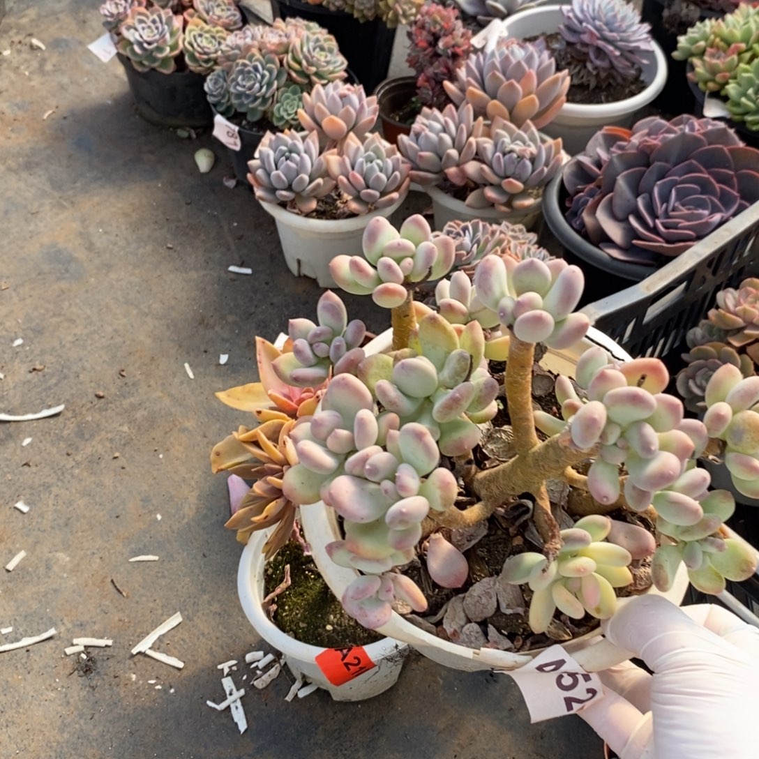 4152三日月美人锦一物一拍