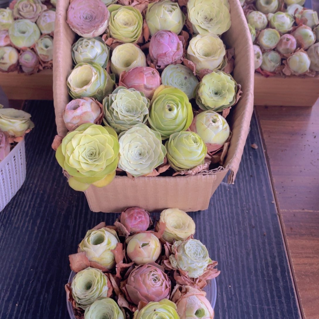 保底三十二颗以上量拍88888