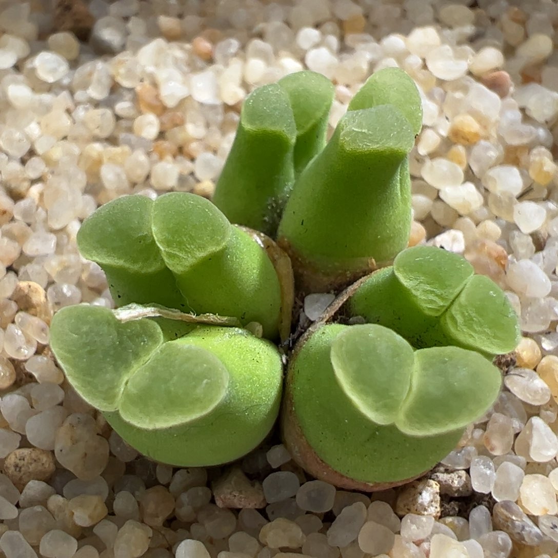 309。正版SB805烧粉佛肚风铃。母本群