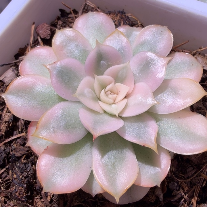 佩尔锦多肉植物一物一拍