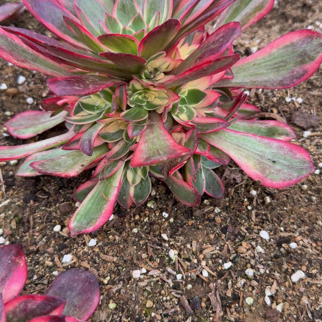 351黑魔锦。多肉植物