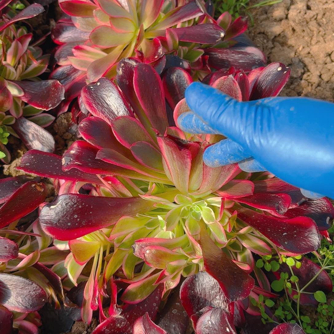 蛇毒美杜莎多肉植物