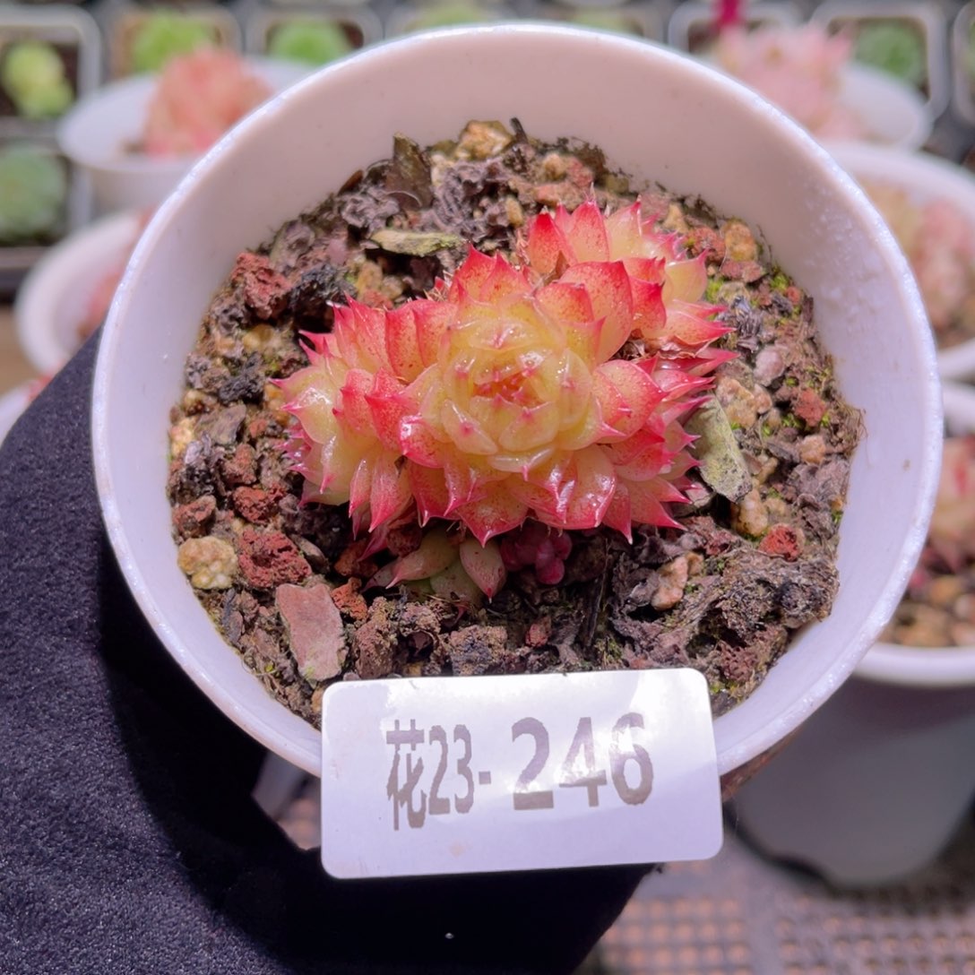 花利美23-246海王群