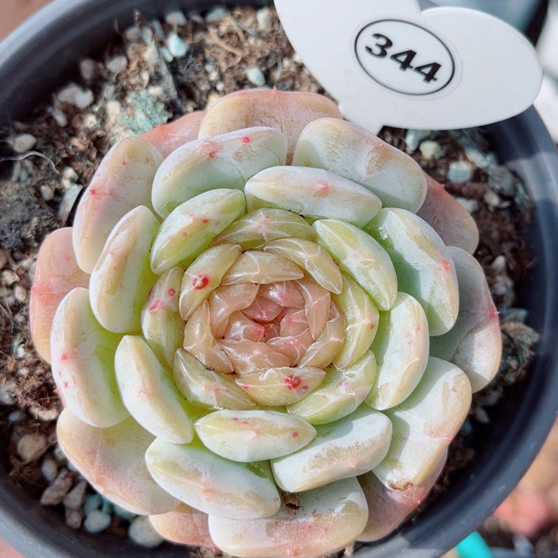 344号小老桩白恋单头