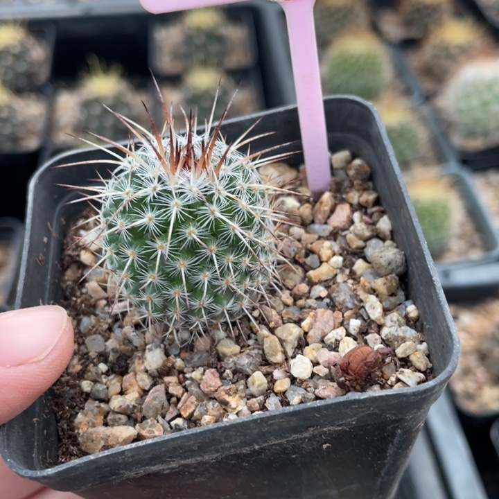 春***风实生白王丸262300000