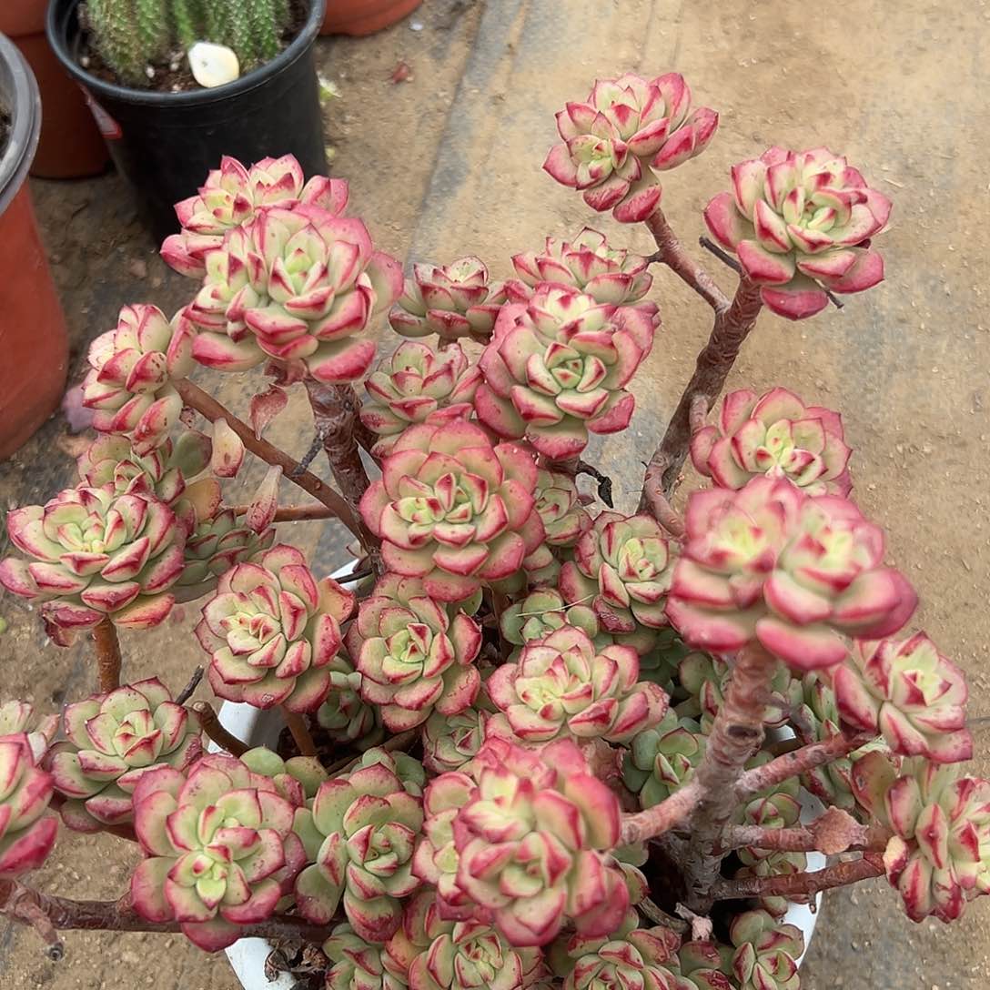 多肉植物探戈群生