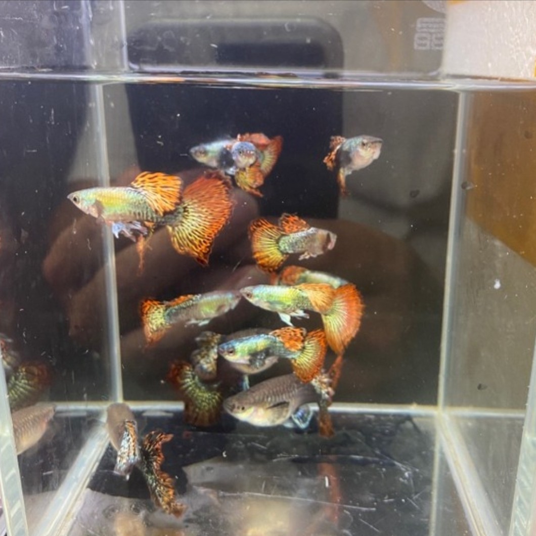 精品观赏鱼 泰系大背大尾大耳红龙孔雀鱼种鱼(入缸后不包损)