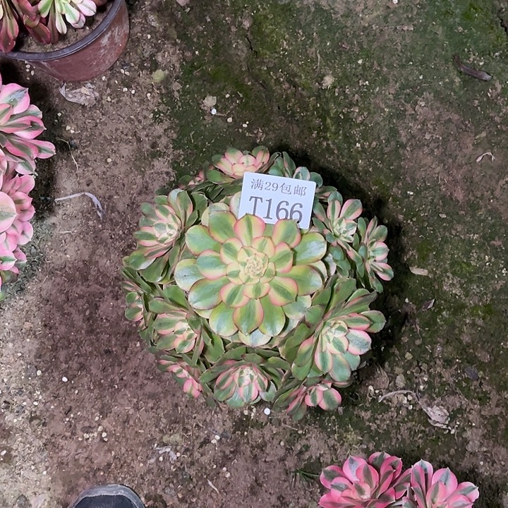 *****166荔枝多肉植物    
