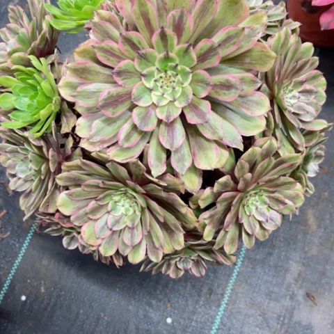 多肉植物花脸粉黛锦。