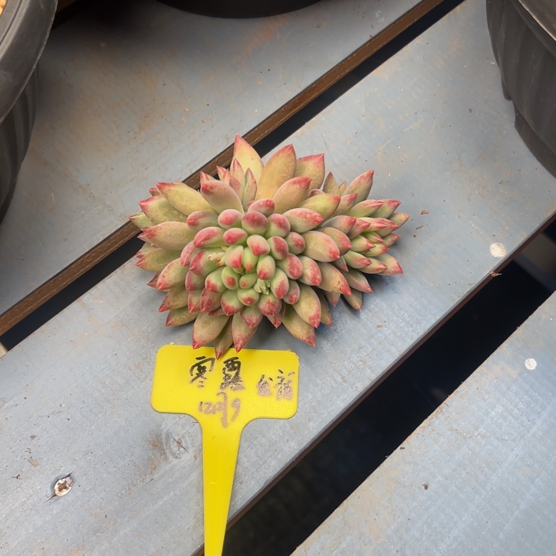 寒***༕二代虞美人，福，寒路