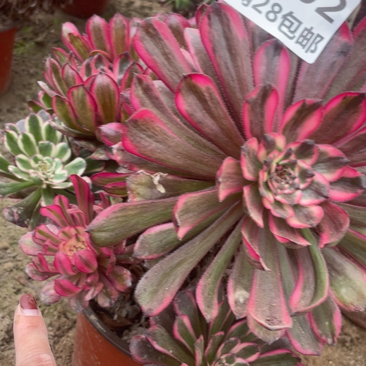 3302二号棚多肉植物A