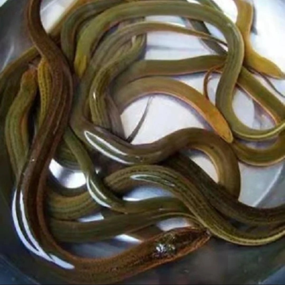 苏北赶集（代购）鱼链接