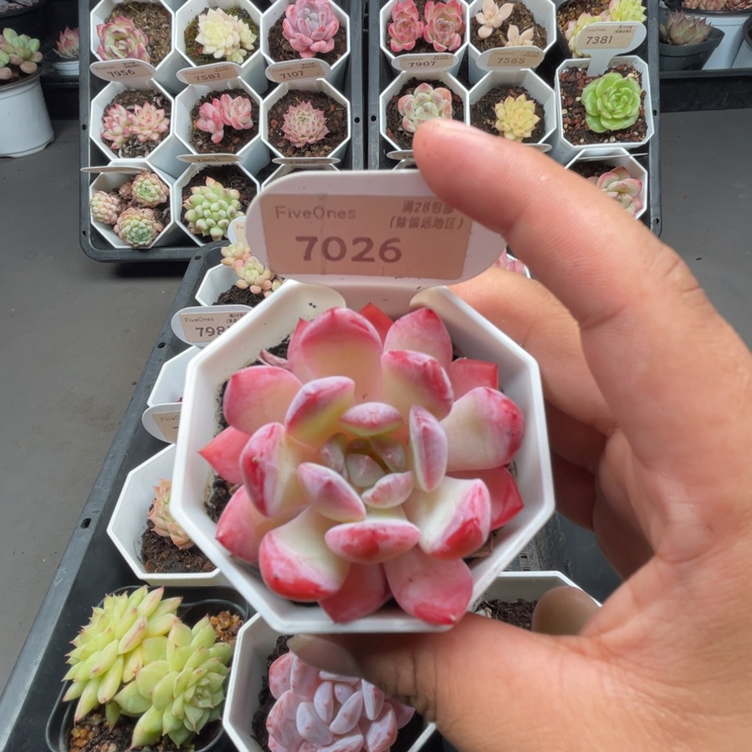 7026草莓杏仁4.5厘米