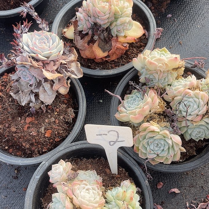 两单包邮，一物一拍2散