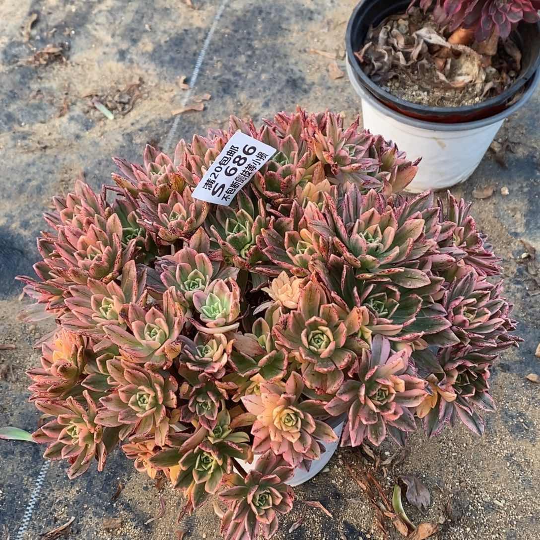 686甜茶多肉法师锦多肉