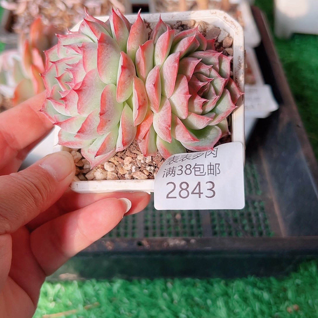多肉一物一拍植物2843