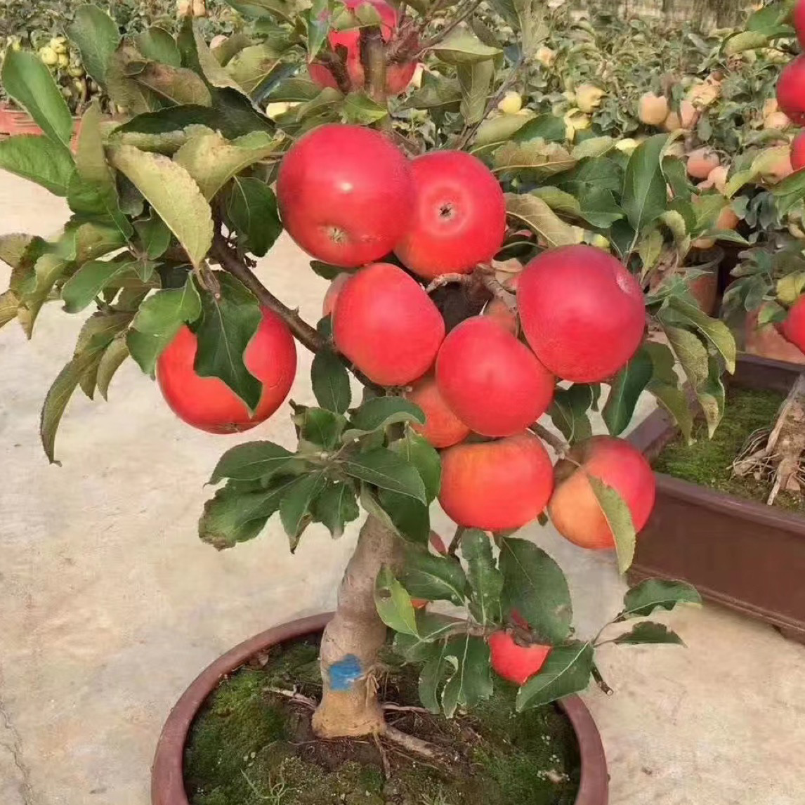 d红将军黄元帅花园植物盆栽（正常季节）