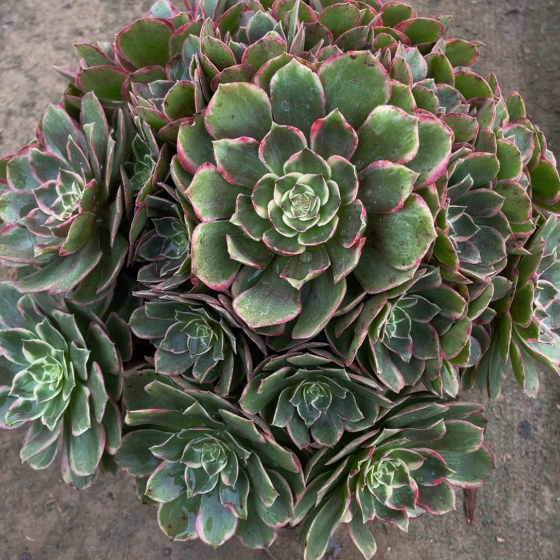 雯*781粉花妖精品法师老桩