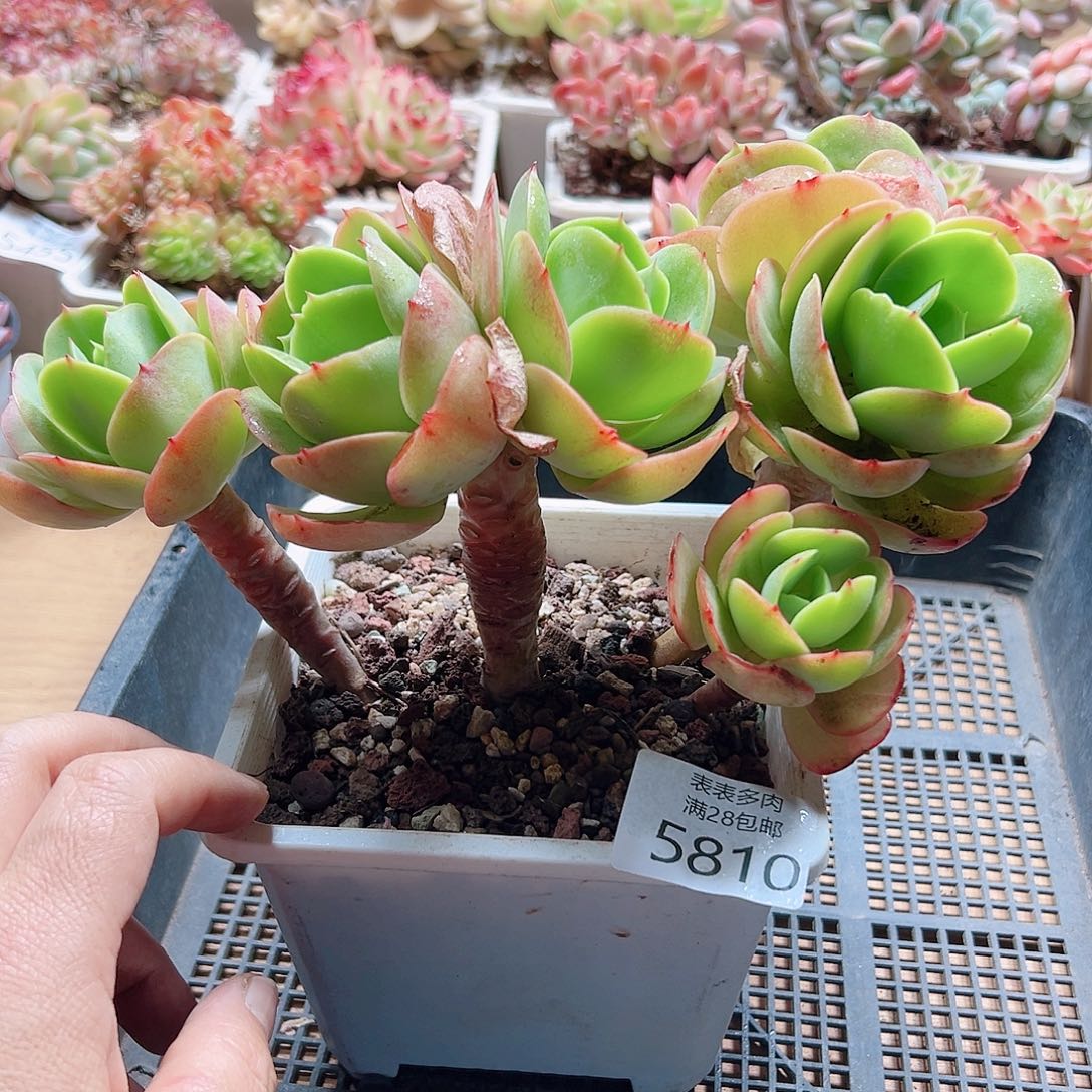 多肉＿物一拍5810