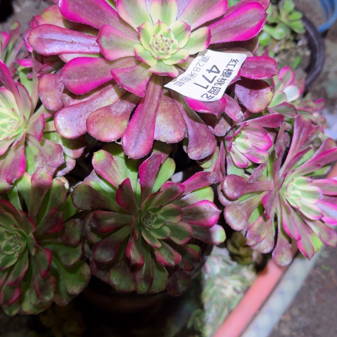 维纳斯法师多肉417