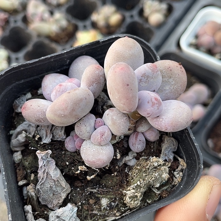 一物一拍满18包邮