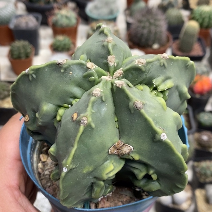 实生核桃带疤特价