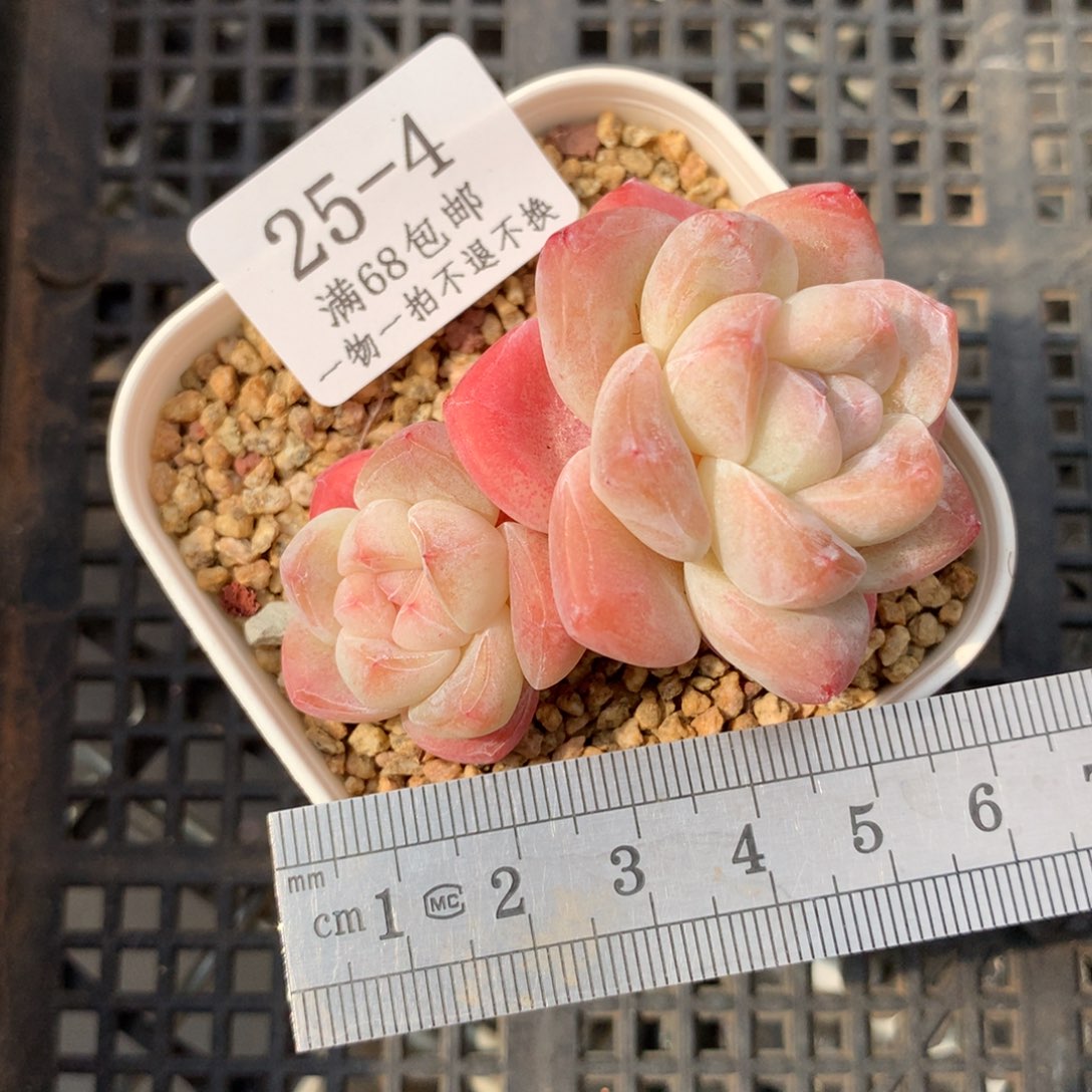 4。双头老桩透体冰玉。