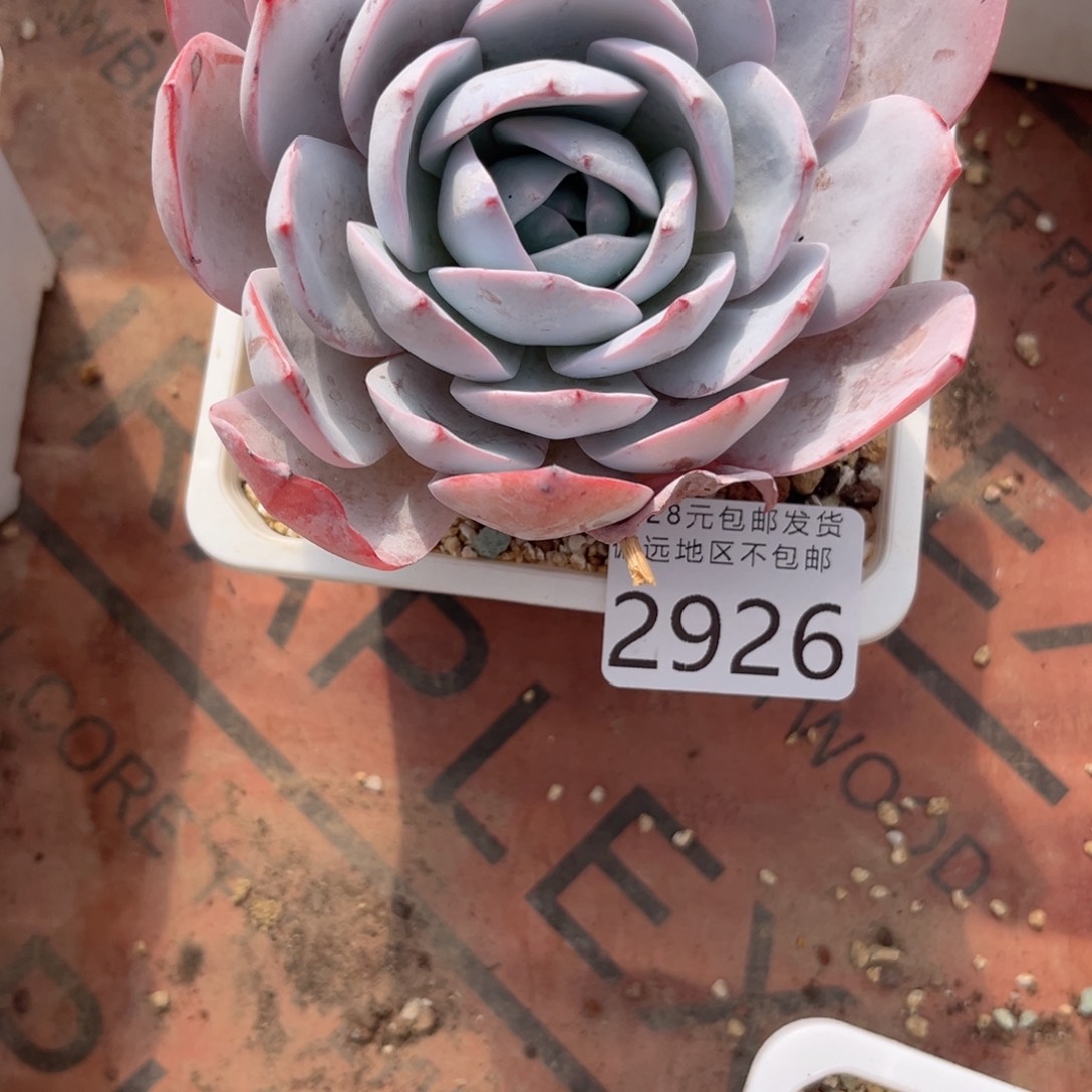 大2926:（d h c g g h h h j