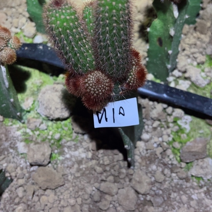 回**年N10嫁接金妞杏巨人30